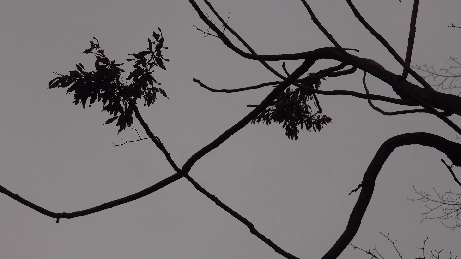 2021-01-06 - 08 Kühlgeträt (On/Off) (Remix John Cage - Empty Words IV)